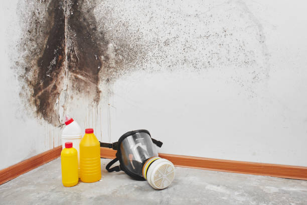 Best Mold Cleaning Services  in El Paso, TX