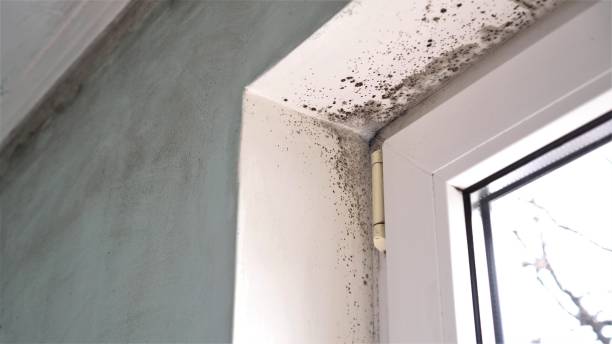 El Paso, TX Mold Removal Company