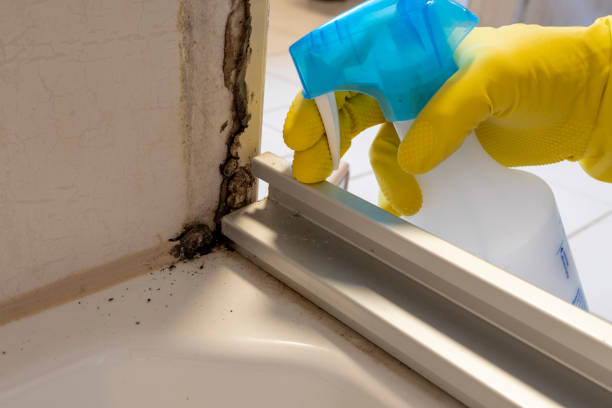 Best Residential Mold Removal  in El Paso, TX