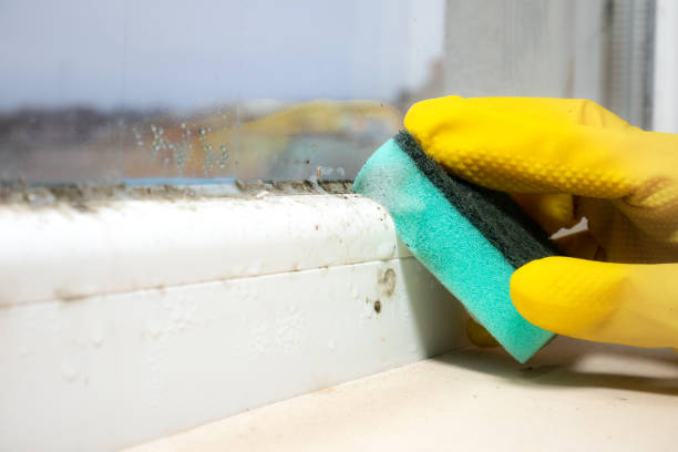Best Mold Remediation  in El Paso, TX