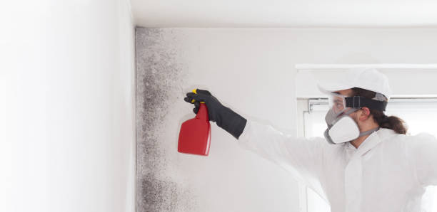  El Paso, TX Mold Removal Pros