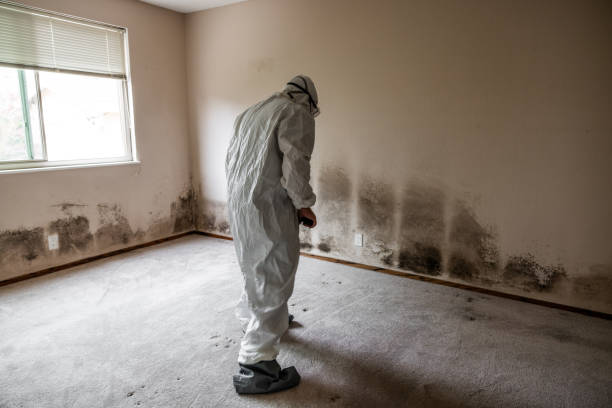 Best Affordable Mold Removal  in El Paso, TX