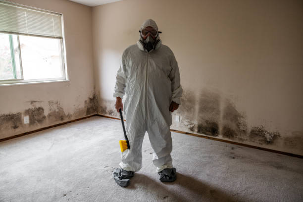 Best Home Mold Removal  in El Paso, TX