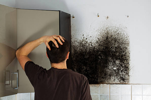 Best Certified Mold Removal  in El Paso, TX