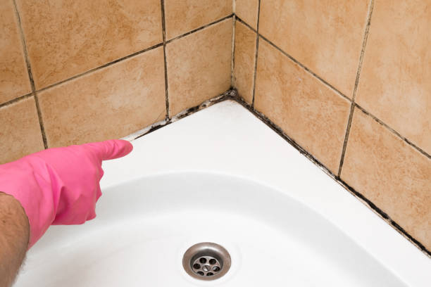 Best Emergency Mold Removal  in El Paso, TX