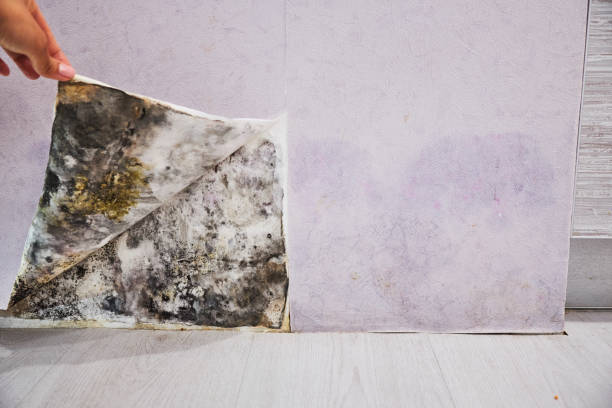 Best Fast Mold Removal  in El Paso, TX